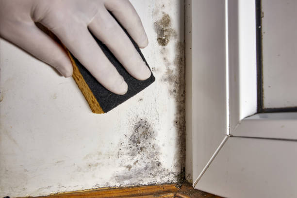 Best Airborne Mold Testing  in Lakeland North, WA